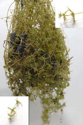 Chara Pond Algae